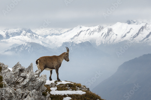 Mountain Goat On The Edge © rickdeacon