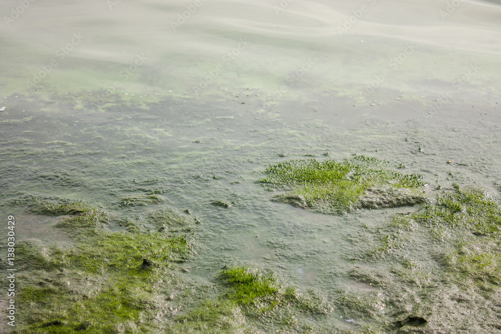 Moss water