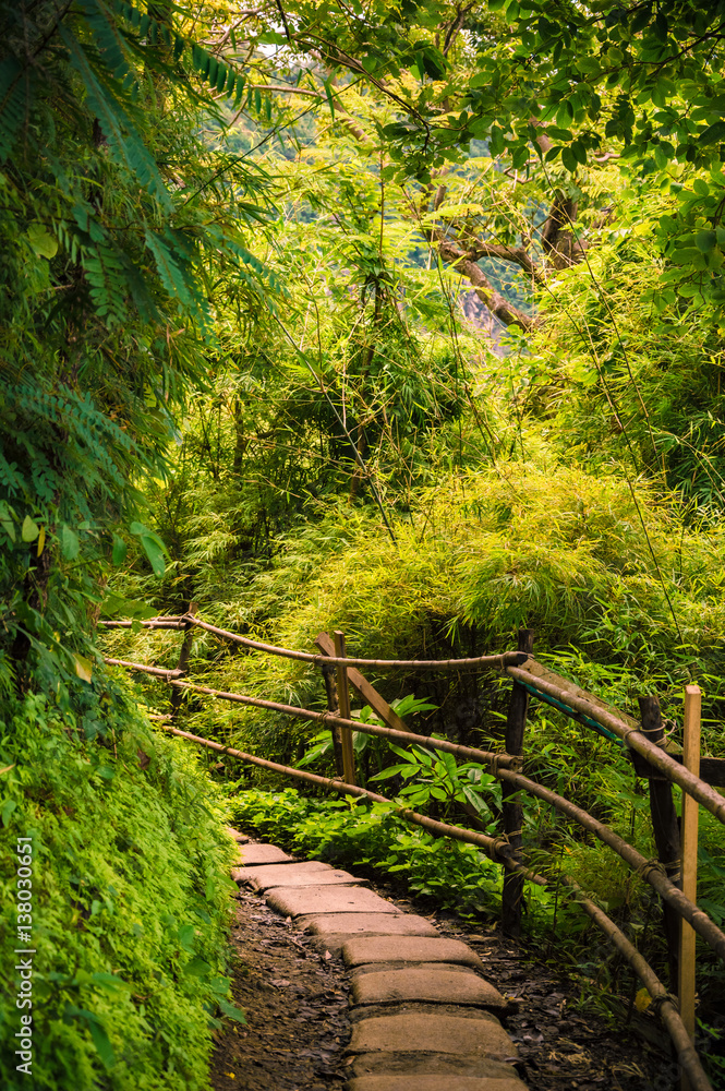 Obraz premium Rainforest Trail in Krabi Thailand
