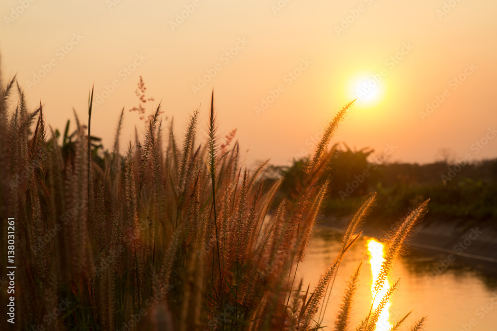 Pennisetum flower in warm sunset Pennisetum flower in warm sunset