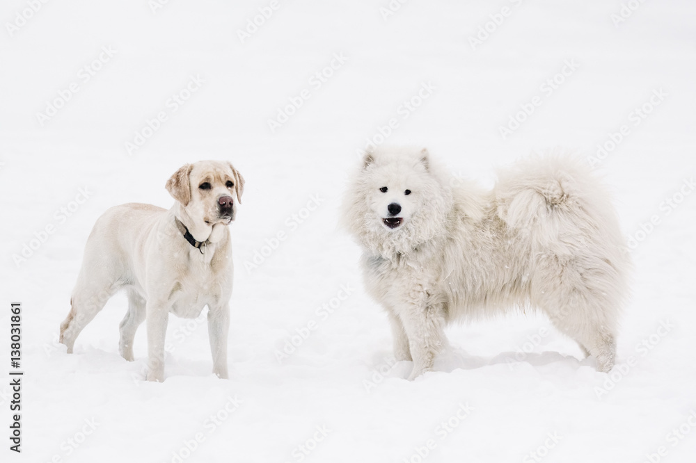 Beautiful Labrador dogs and Samoyed in the snow