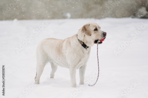 Beautiful Labrador dog in the snow