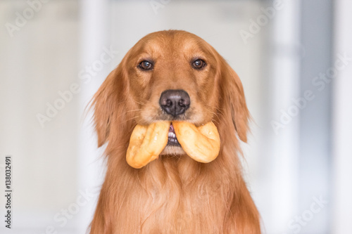 Fotografia Golden Retriever eating doughnuts