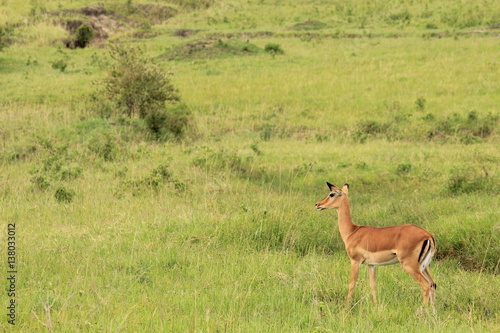 Gazelle in Massai Mara, Kenya