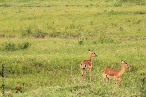 Gazelles in Massai Mara, Kenya