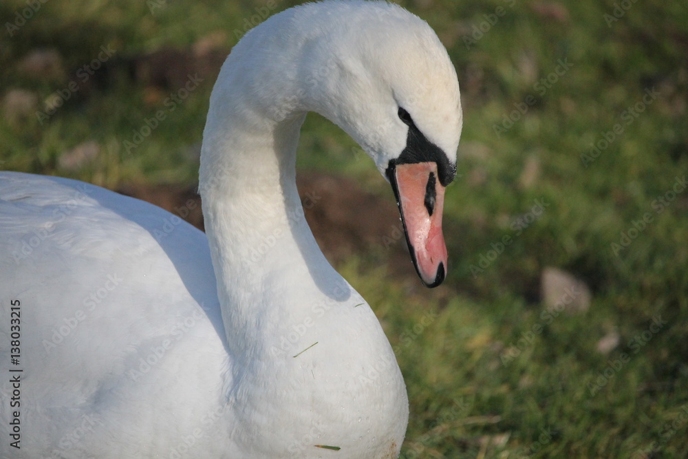 Obraz premium Un cygne tuberculé