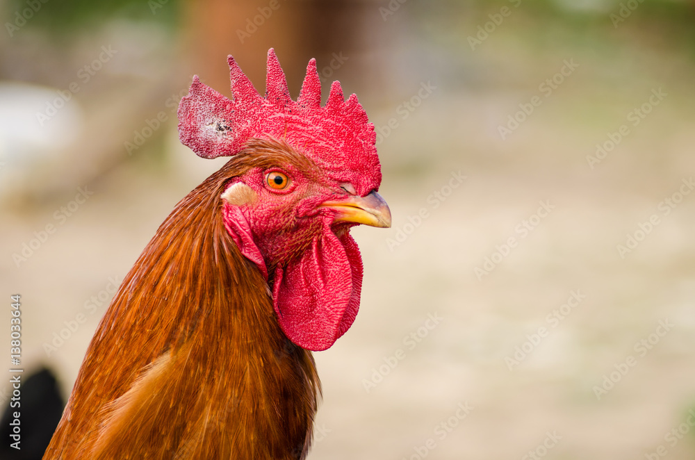 Close up of a cock with some chickens on the background.