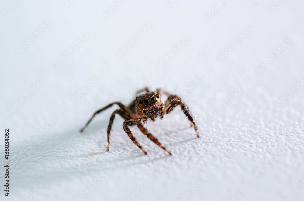 Closeup Jumping Spider on white background Closeup Jumping Spider on white background