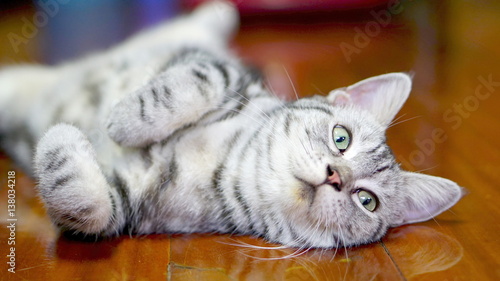 Funny American Short Hair Cat