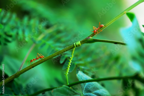 Wallpaper Mural tendril Torontodigital.ca