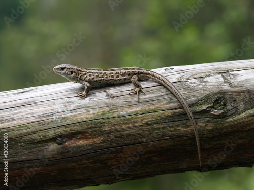 Zauneidechse, lacerta agilis photo