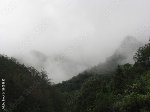 Forest. Landscape, fog, mist and tree.