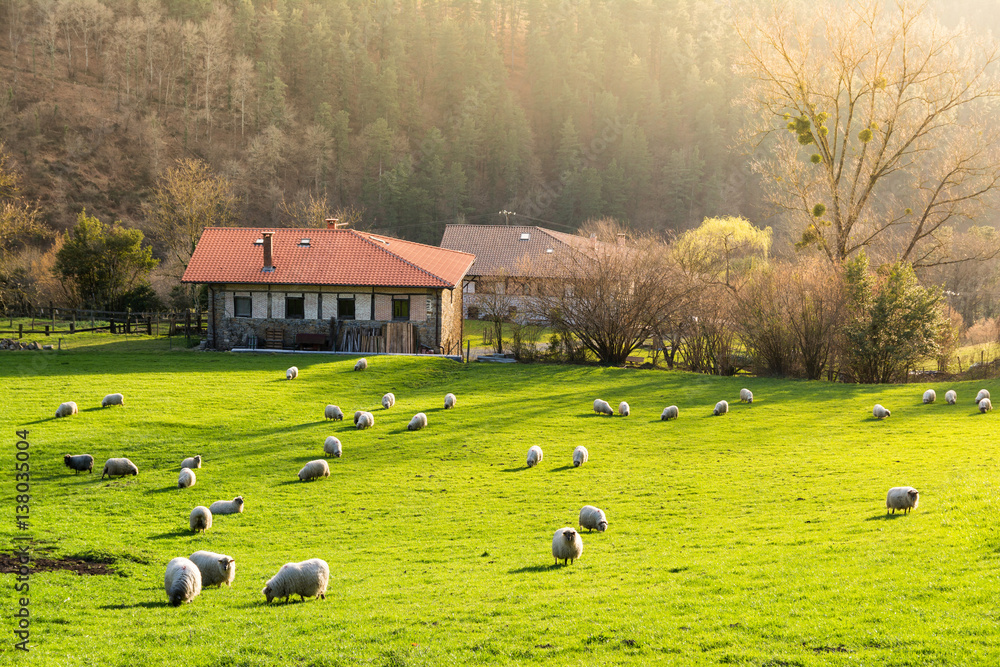 countryside sheeps at gorbea natural park in basque country, Spain countryside sheeps at gorbea natural park in basque country, Spain