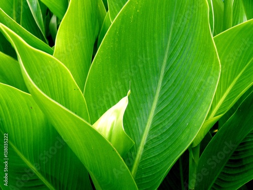 Green plant leaf. Foliage and nature.