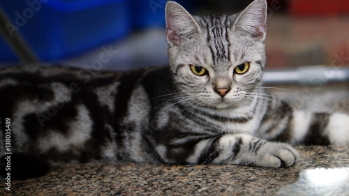 Funny American Short Hair Cat