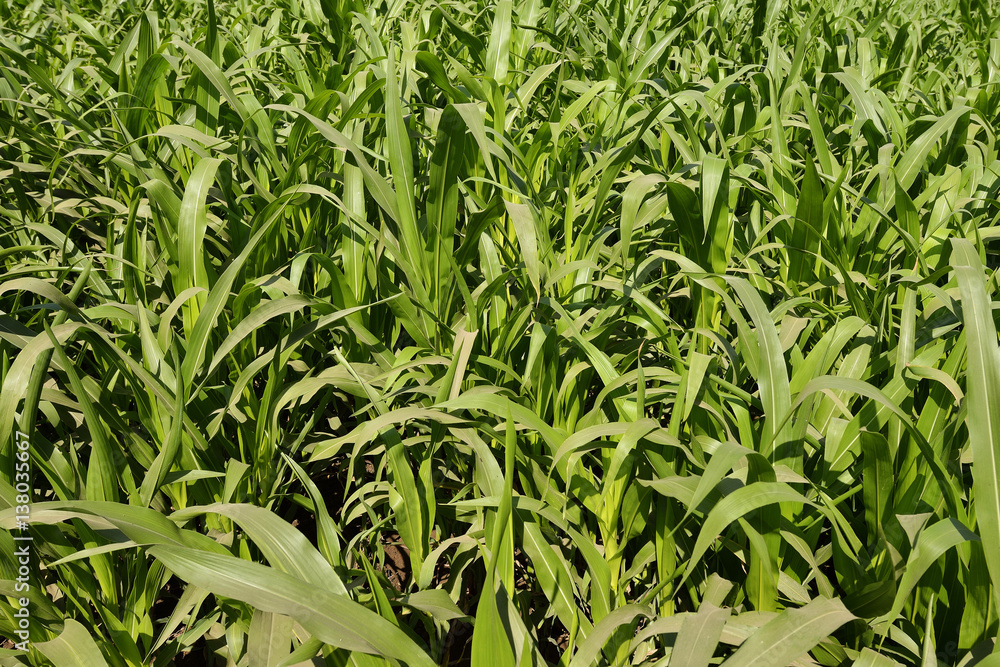Fresh Green Sugarcane Field Fresh Green Sugarcane Field