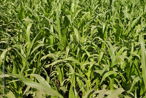 Fresh Green Sugarcane Field