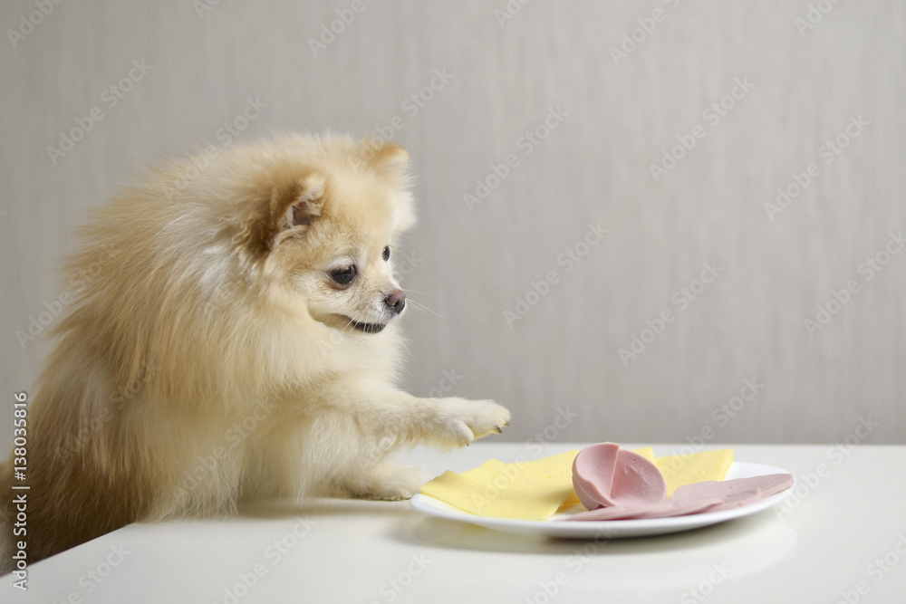Clever dog at the table, steals food with his paw. Tricky dog eats from