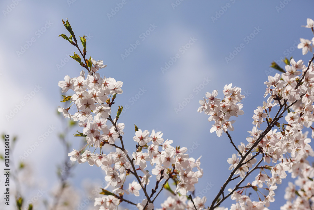 Beautiful of cherry blossom during spring season at Tokyo, Japan Beautiful of cherry blossom during spring season at Tokyo, Japan