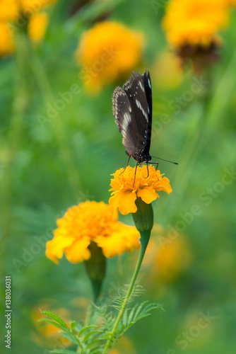 Beautiful butterfly on yellow flower,black butterfly,marigold flower
