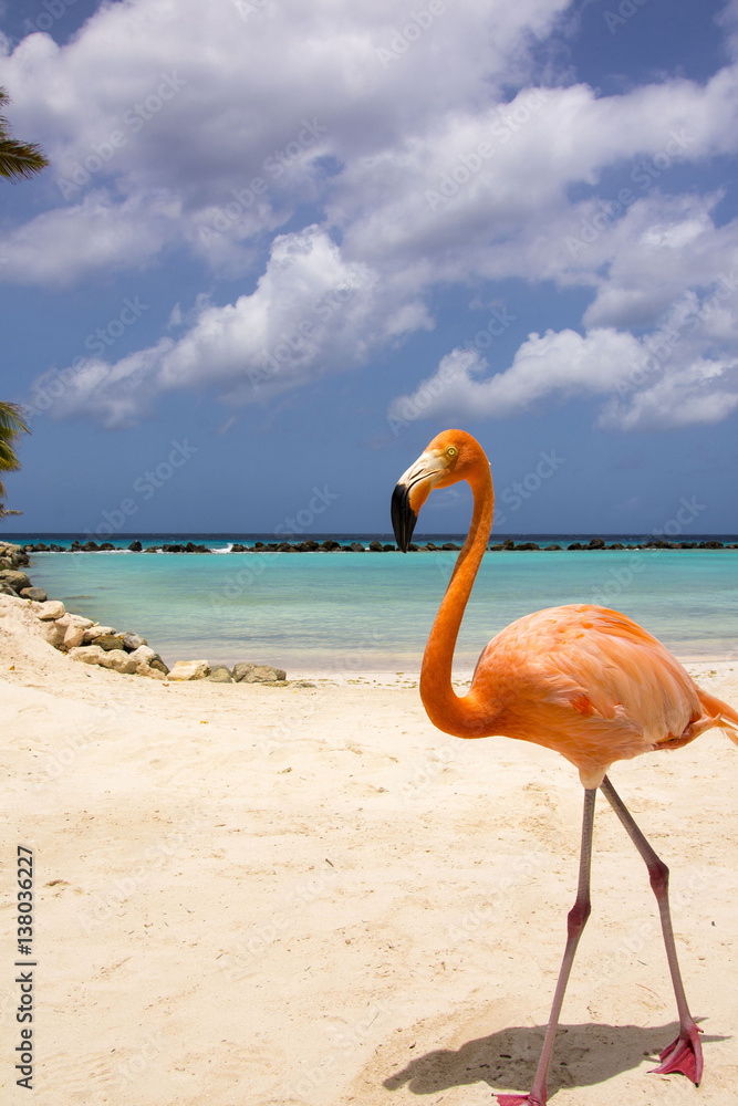 Fototapeta premium Flamingo Beach Aruba