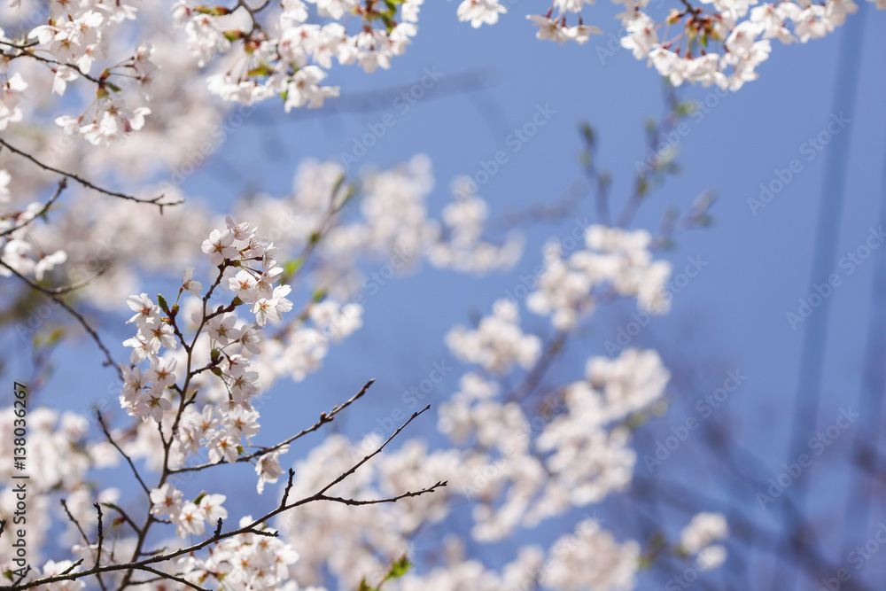 Beautiful of cherry blossom during spring season at Tokyo, Japan Beautiful of cherry blossom during spring season at Tokyo, Japan