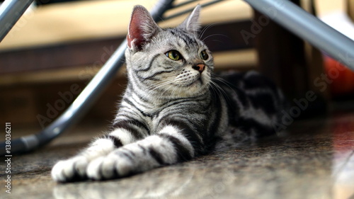Funny American Short Hair Cat