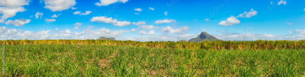 View of a sugarcane and mountains. Mauritius. Panorama