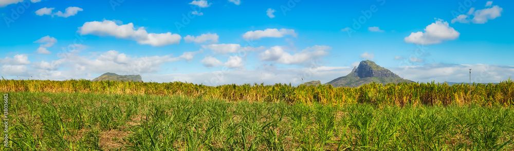 View of a sugarcane and mountains. Mauritius. Panorama