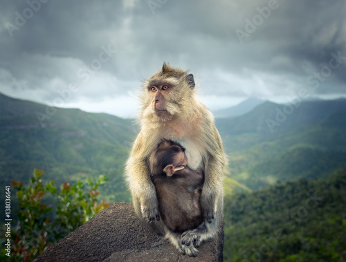 Monkeys at the Gorges viewpoint. Mauritius.