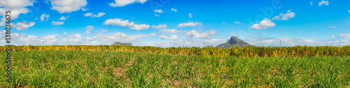 View of a sugarcane and mountains. Mauritius. Panorama