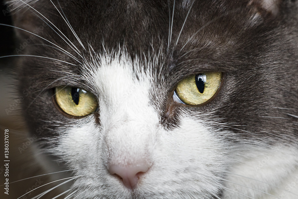 Cat With Green Eyes Close Up Cat With Green Eyes Close Up