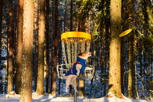 Fototapeta Naklejka Na Ścianę i Meble -  Dog playing Ultimate game at disc golf park