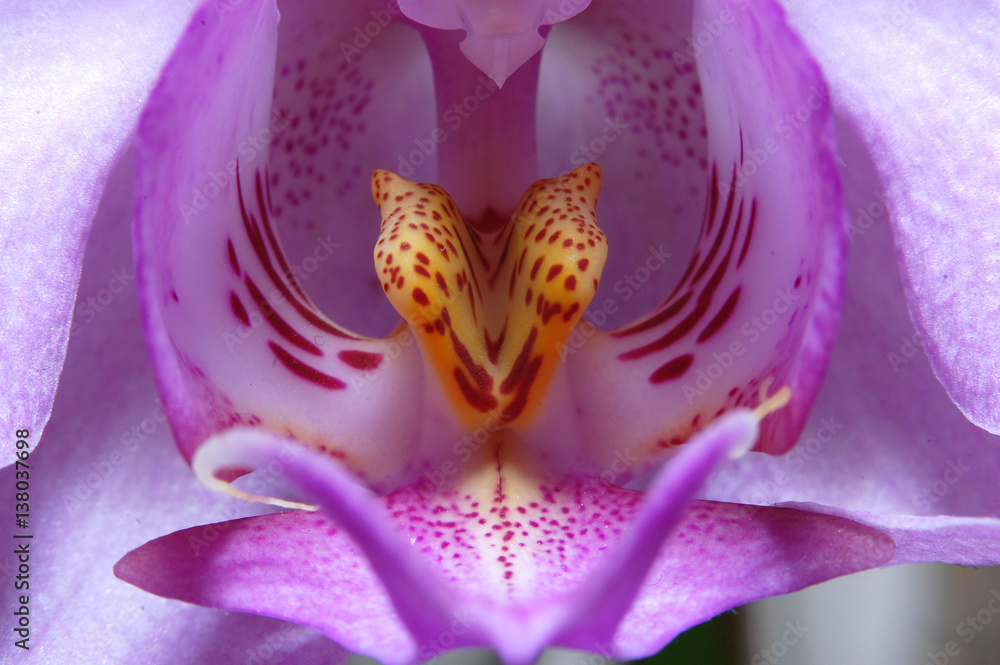 Orchid flower macro Orchid flower macro