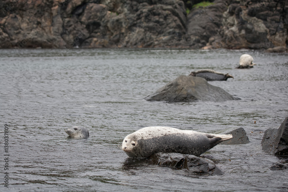 Fototapeta premium Phoca largha (Larga Seal, Spotted Seal) surface pictures