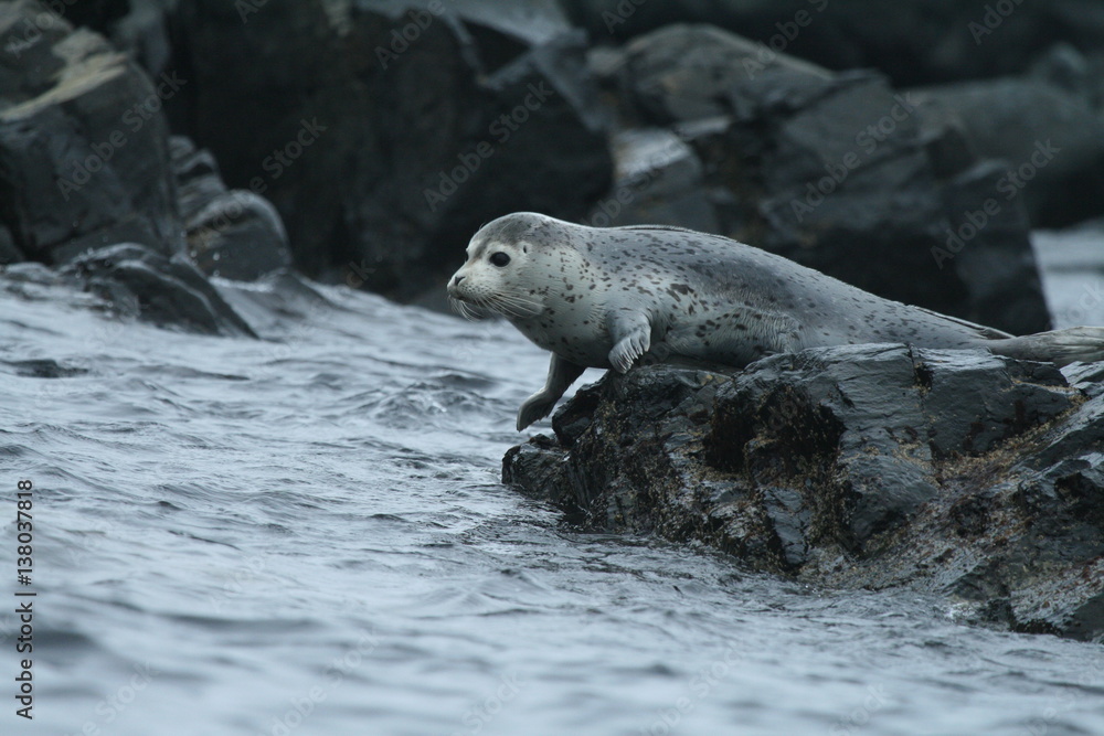 Fototapeta premium Phoca largha (Larga Seal, Spotted Seal) surface pictures
