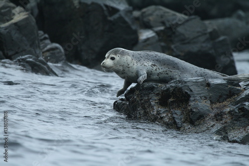 Phoca largha (Larga Seal, Spotted Seal) surface pictures © Valerijs Novickis