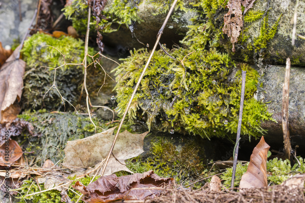 Obraz premium Green moss on the stone.