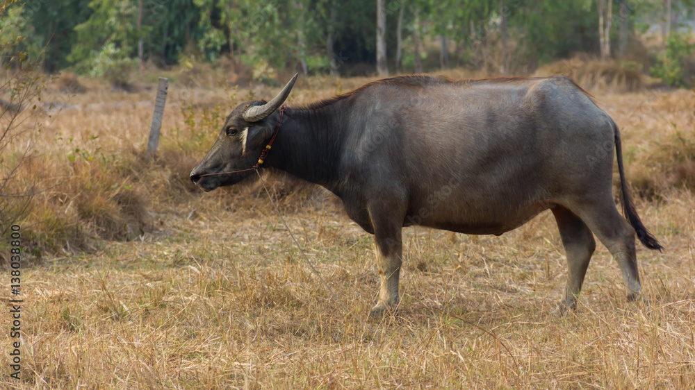 Thailand Buffalo. Buffalo in a field eating dry grass. Thailand Buffalo. Buffalo in a field eating dry grass.