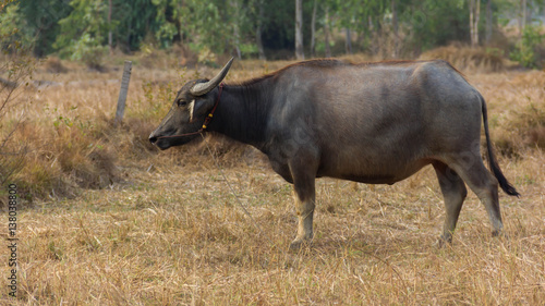 Fototapeta Naklejka Na Ścianę i Meble -  Thailand Buffalo. Buffalo in a field eating dry grass.