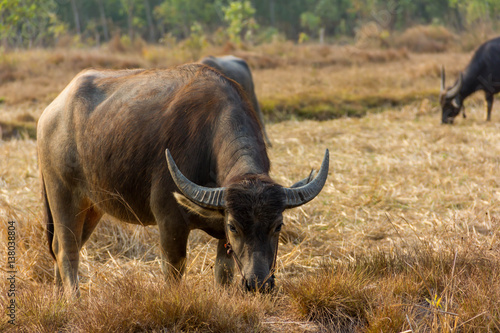 Thailand Buffalo. Buffalo in a field eating dry grass.