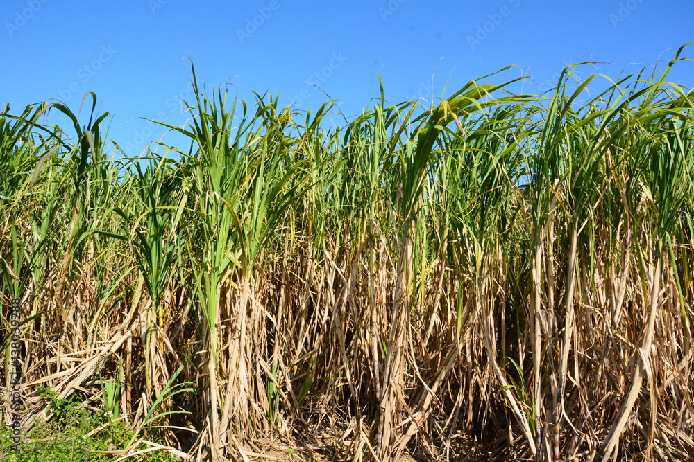 Obraz premium 奄美サトウキビ