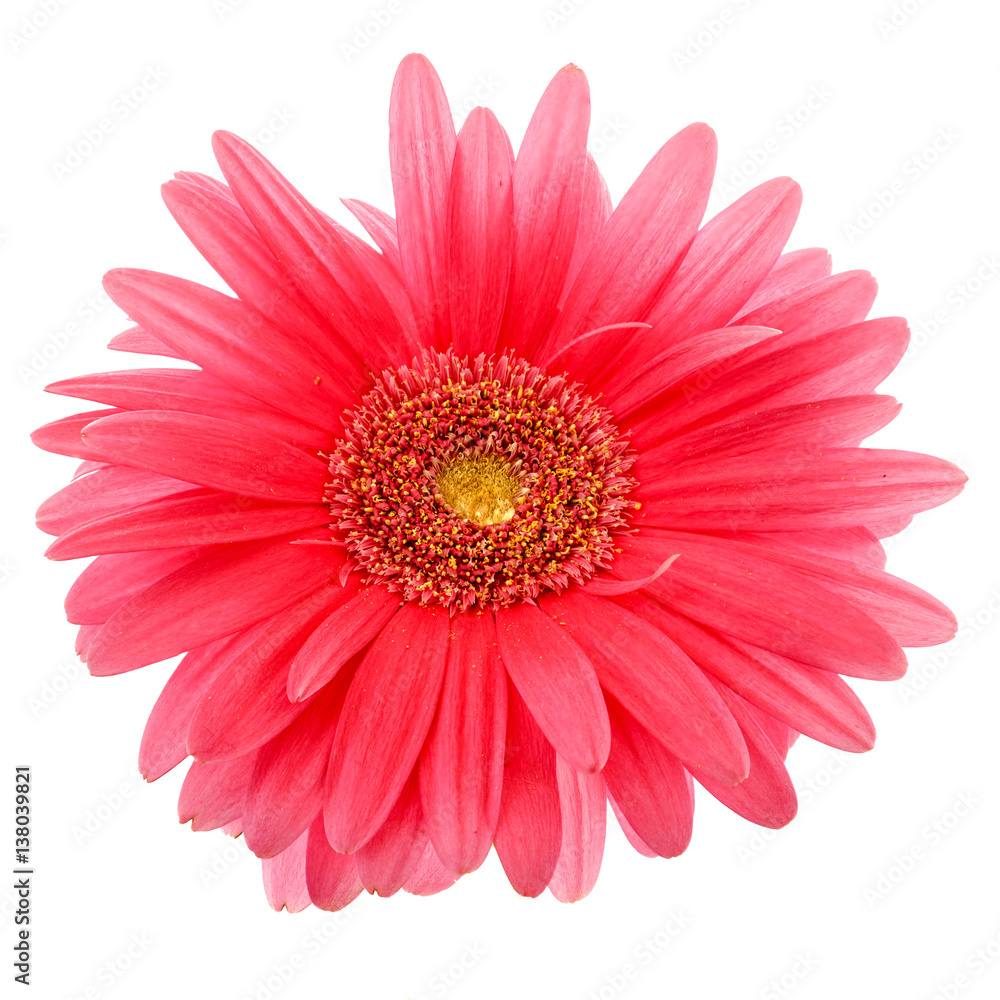 Gerbera flower on a white background