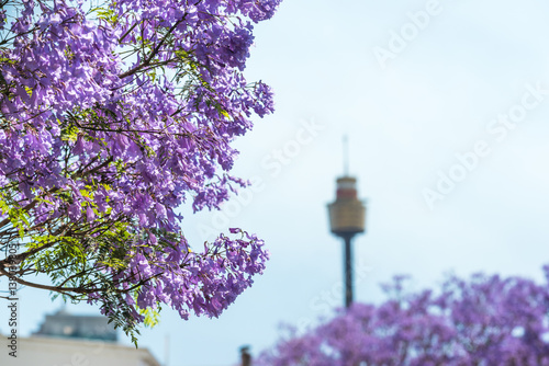 Photography Jacaranda flowers close up with blurred Sydney Tower on the background