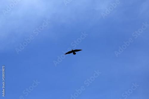 Black Raven on Blue Sky