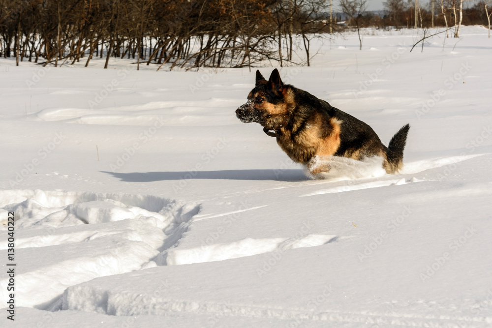 Dog runing on the snow
