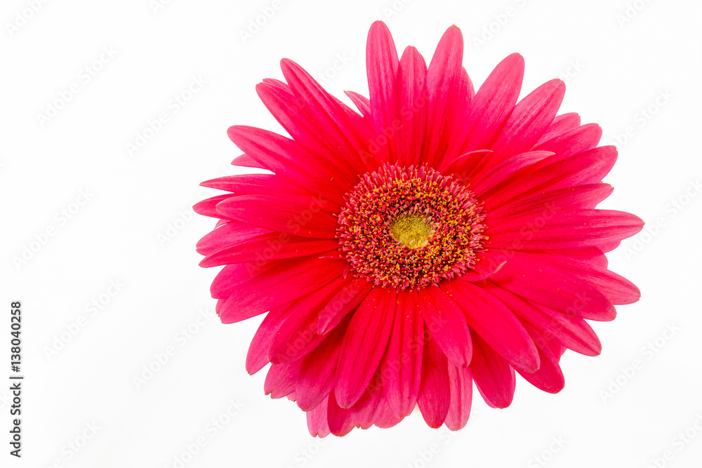 Gerbera on a white background