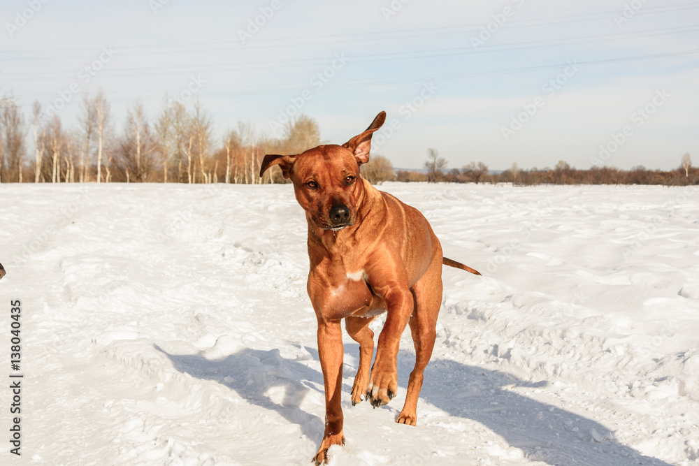 Dog runing on the snow
