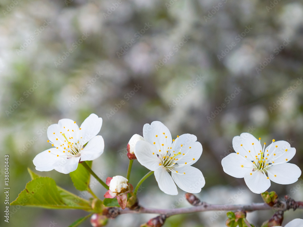 White cherry flowers on blurred background with space for text.