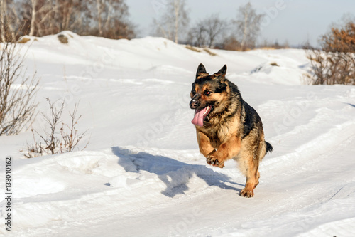 Dog runing on the snow © vladimir pb